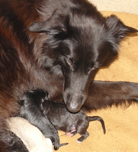 Schäferhündin Paula mit Welpen