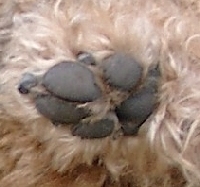 Pfote des Aridale-Terriers