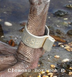 Schwanenring
