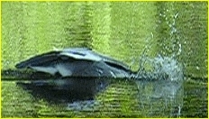Sto&szlig;tauchen eines Graureihers nach einen viel zu gro&szlig;en Fisch