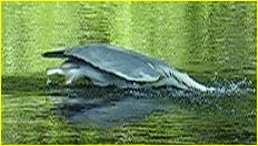 Sto&szlig;tauchen eines Graureihers nach einen viel zu gro&szlig;en Fisch