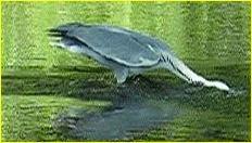 Sto&szlig;tauchen eines Graureihers nach einen viel zu gro&szlig;en Fisch
