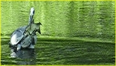 Sto&szlig;tauchen eines Graureihers nach einen viel zu gro&szlig;en Fisch