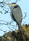 Geschw&auml;chtger Graureiher im Winter 2006 auf einem Baum