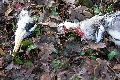von Hunden gerissener geschw&auml;chter Graureiher im Februar 2006