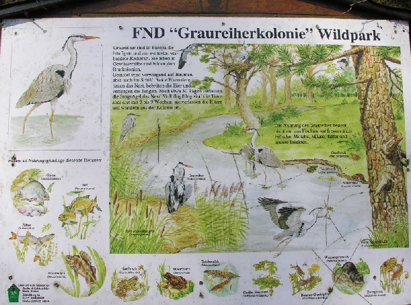 Graureilherkolonie in Wildpark