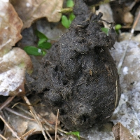 Gew&ouml;lle in der Reiherkolonie