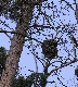 Reihernest im Baum