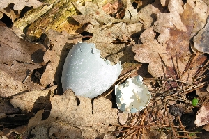 Eierschalen vom Graureiher