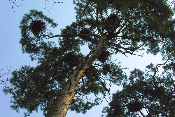 Kiefer mit Nestern der Graureiher im Wildparak