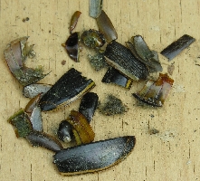 Gew&ouml;lle in der Reiherkolonie, Gelbrandk&auml;fer