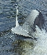 Reiher in der Welle bei Caputh