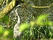 Graureiher am Jenfelder Moorsee in Hamburg