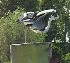 Abflug eines Reihers