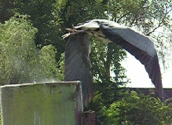 Abflug eines Reihers