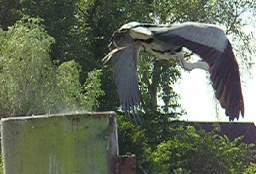 Abflug eines Reihers