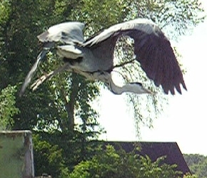 Abflug eines Reihers