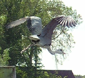 Abflug eines Reihers