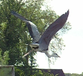 Abflug eines Reihers