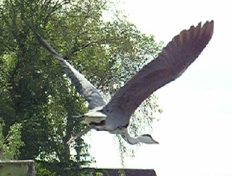 Abflug eines Reihers