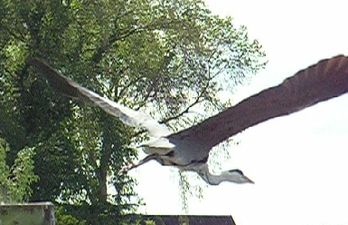 Abflug eines Reihers