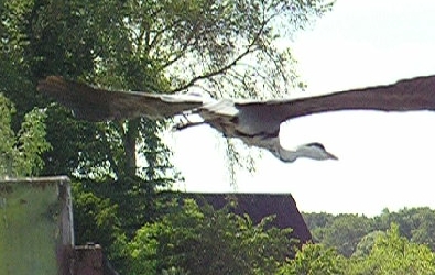 Abflug eines Reihers