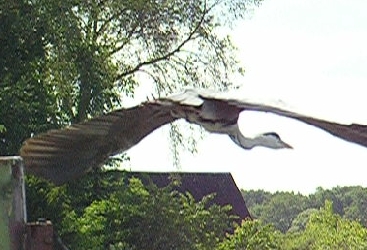 Abflug eines Reihers