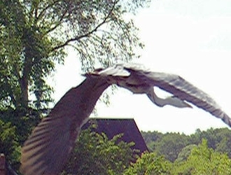 Abflug eines Reihers