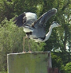 Abflug eines Reihers