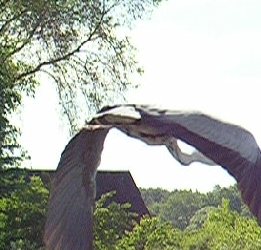 Abflug eines Reihers
