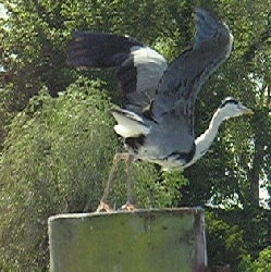 Abflug eines Reihers