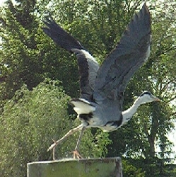 Abflug eines Reihers