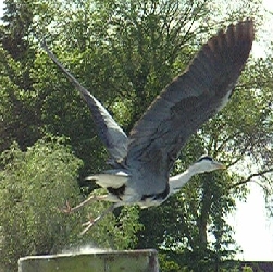 Abflug eines Reihers