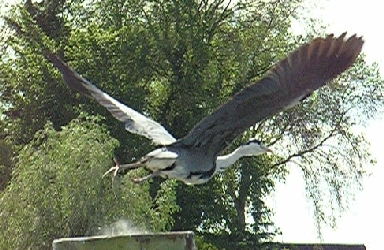 Abflug eines Reihers