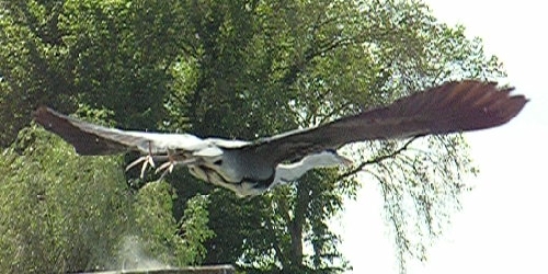 Abflug eines Reihers