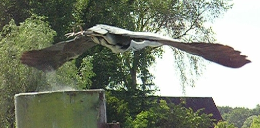 Abflug eines Reihers