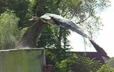 Abflug eines Reihers