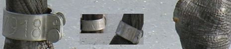 Ringe2
