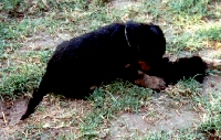 Airedale Welpe