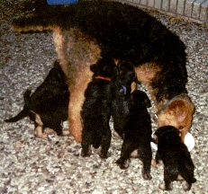 Airedale-Terriermit Welpen