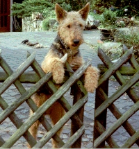 Airedale-Terrier Anton am Zaun