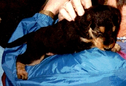 Airedale Welpe