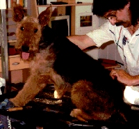 Airedale Anton beim Fris&ouml;r