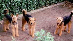 Treffen der Airedale in Braunschweig