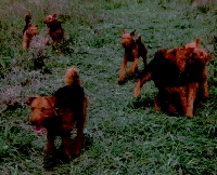 Treffen der Airedale in Braunschweig