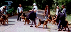1. Geburtstagsfeier der 11 Airedale-Terrier