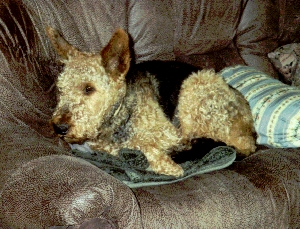 Airedale Anton auf dem Sofa