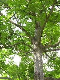 In diesem Baum hielten sich die jungen Trauerschn&auml;pper noch einige Tage auf