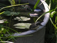 Soeben ausgewilderter Trauerschn&auml;pper trinkt aus der Zinkwanne im garten