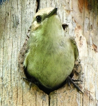 Altvogel qu&auml;lt sich raus